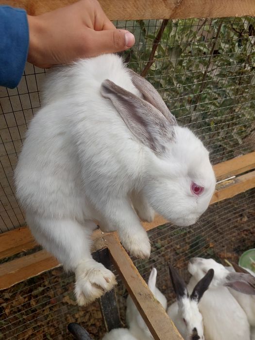 Quyonlar sotiladi /Кролики хорошо ухоженные