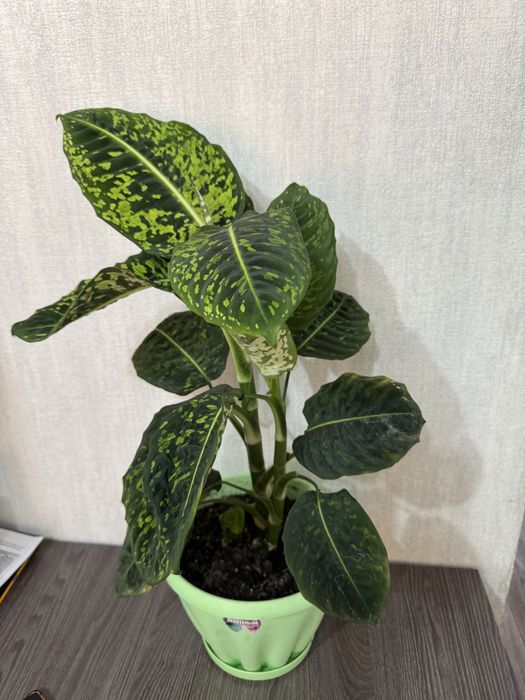 Диффенбахия 7000 тг