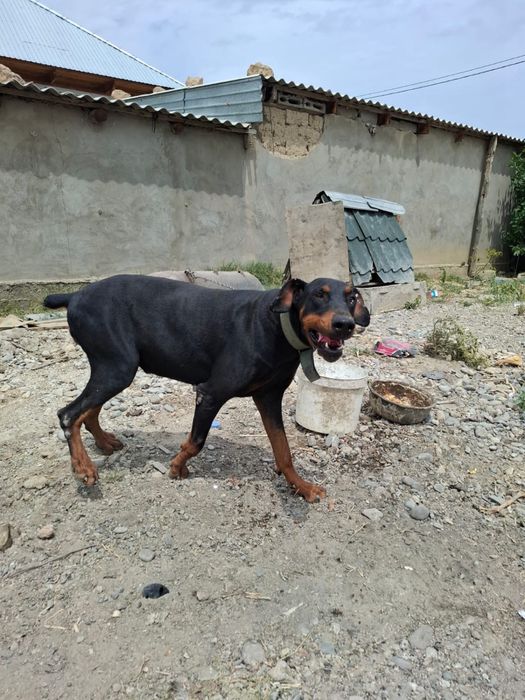 Продается чистокровный доберман