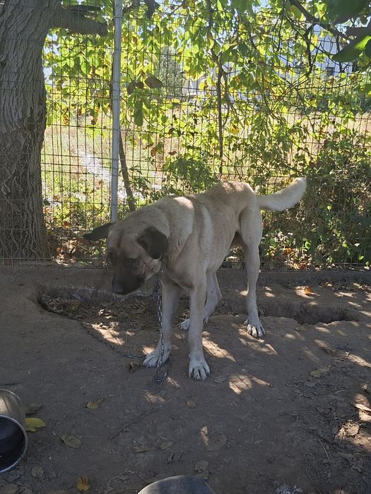 Vand câine kangal