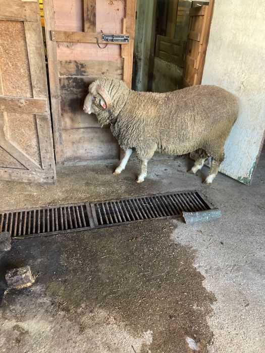 Овен Старопланински Цигай