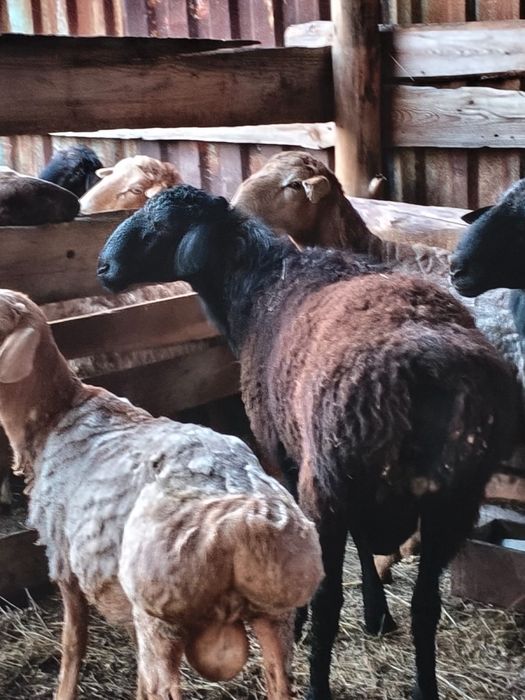 Продам 4 кошкара на племя