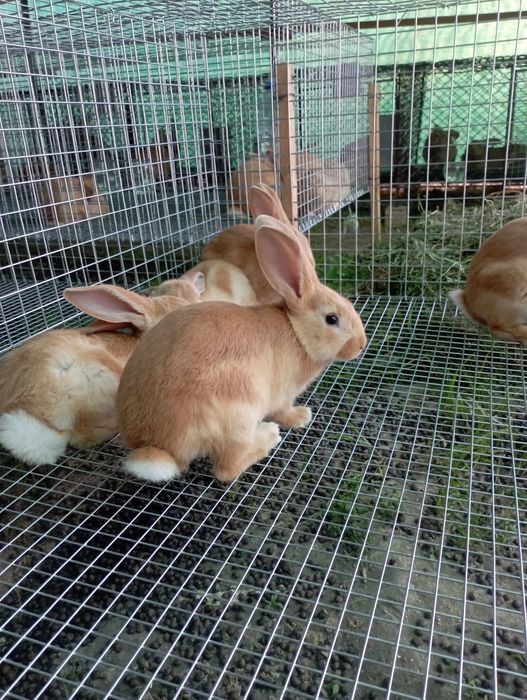 Бургундский порода