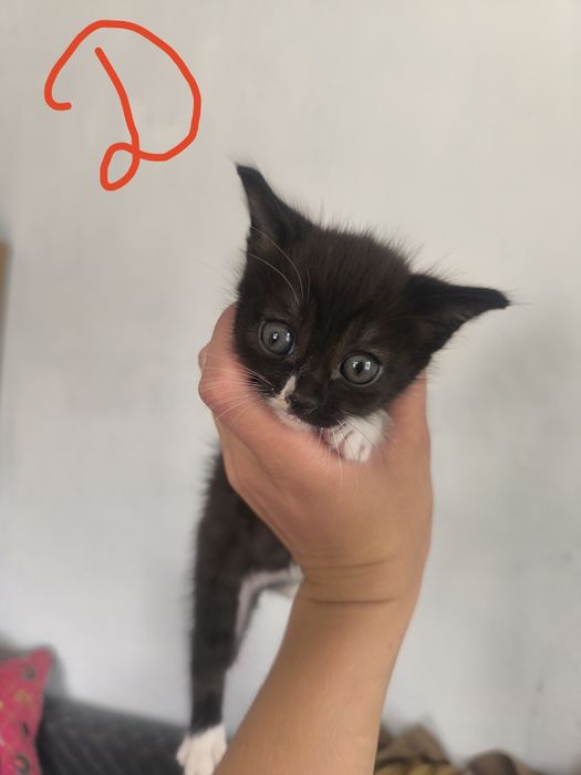 Котята в добрые руки