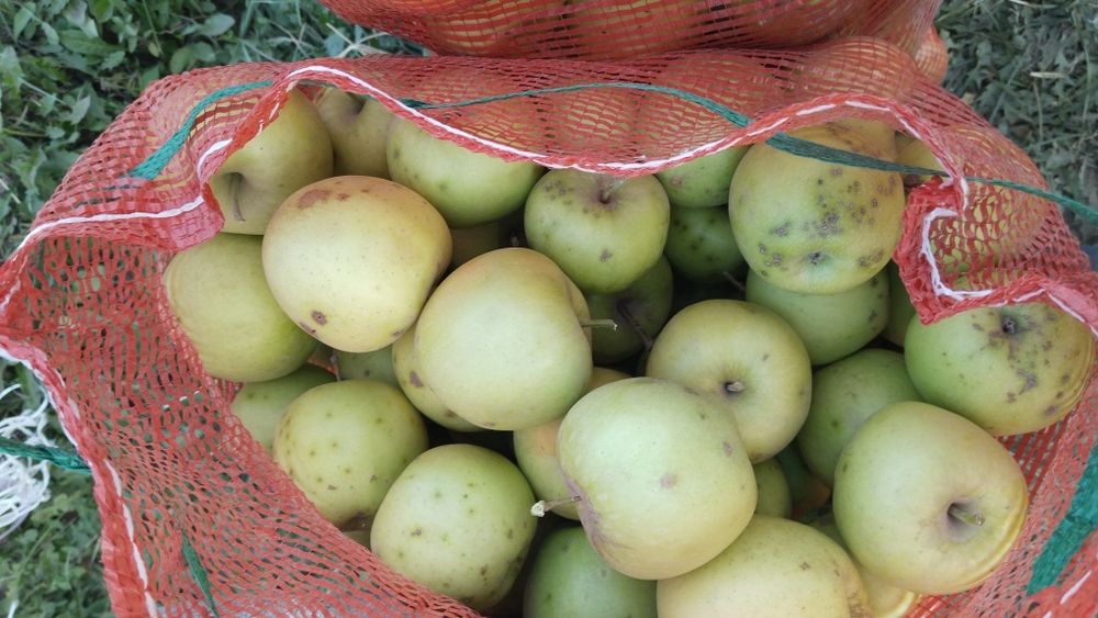Продам яблоки Золотой