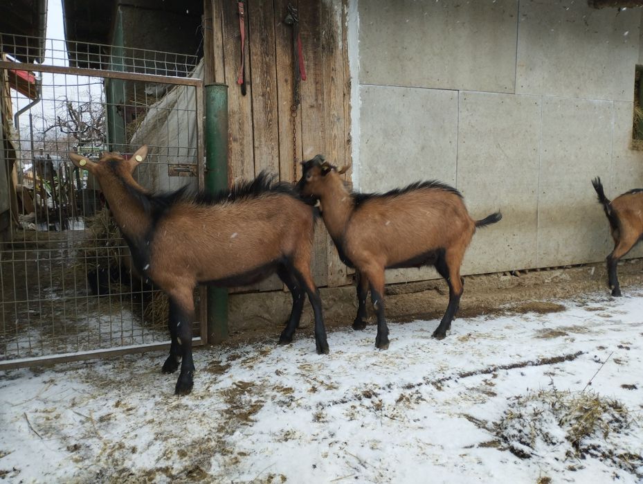Masculi alpina franceza și anglonubiana