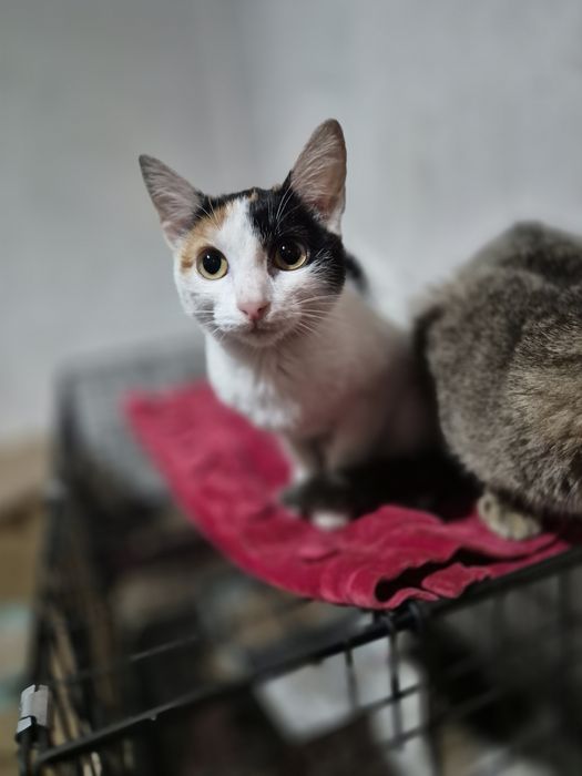 Отдам котят в хорошие руки