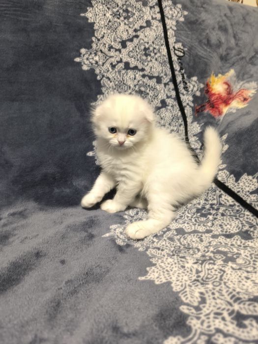 Готовятся приобрести новую семью очаровательные котята Скотиш Фолд