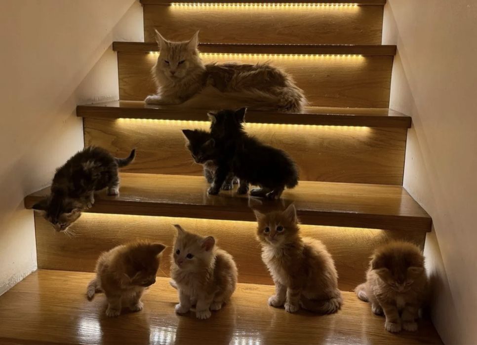 Мейн Кун котята чистокровные