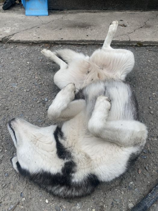 Продам собаку хаски