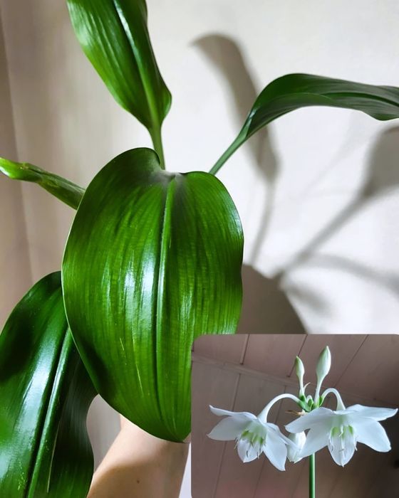 Хой, аглонема, лилия