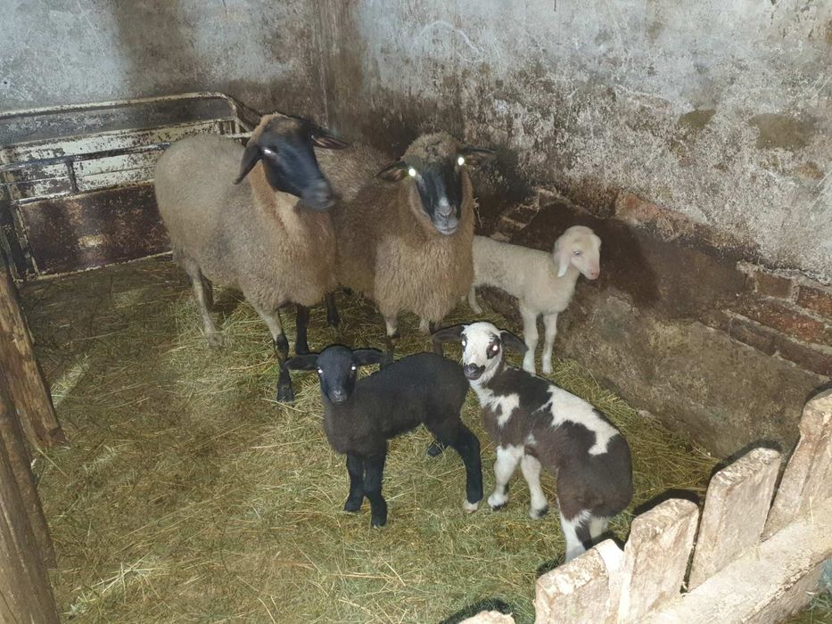Агнета и овце екологично чисти