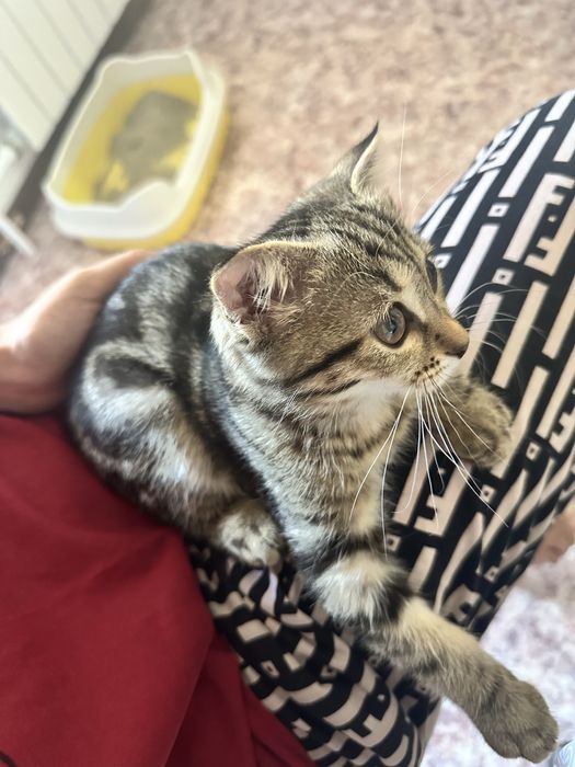 Котеночек вислоухий мальчик