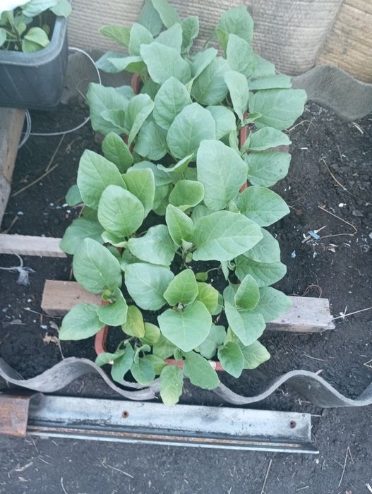 Продам рассаду баклажан.