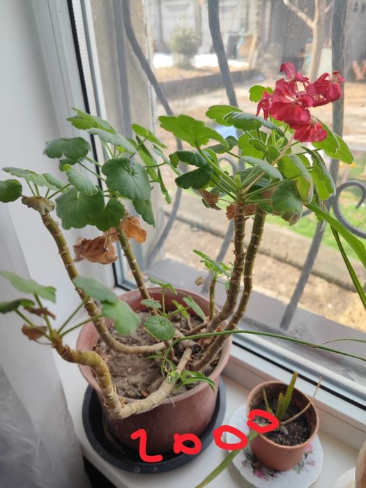 Продам комнатные цветы