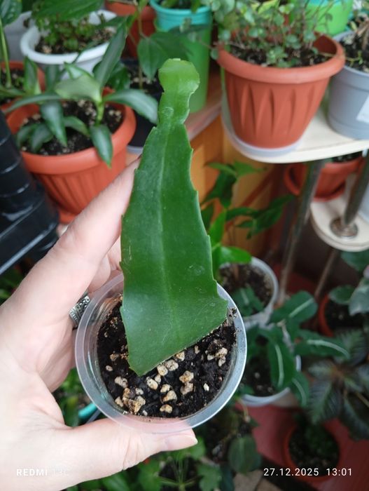 Отростки комнатных растений