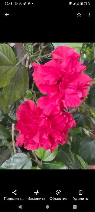 Декоративные,комнатные цветы