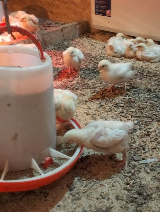 Цыплята бройлеры