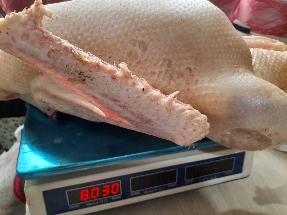 Продам домашних гусей уток индюков