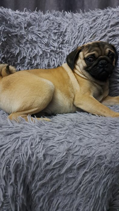 Продаю клубного щенка мопсика мальчик