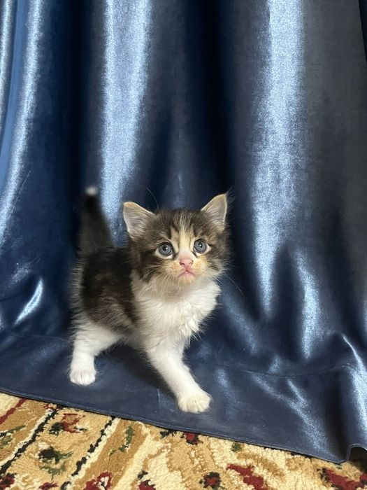 Пушистый котенок