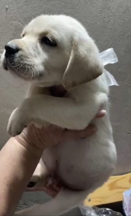 Щенок лабрадора ретривера