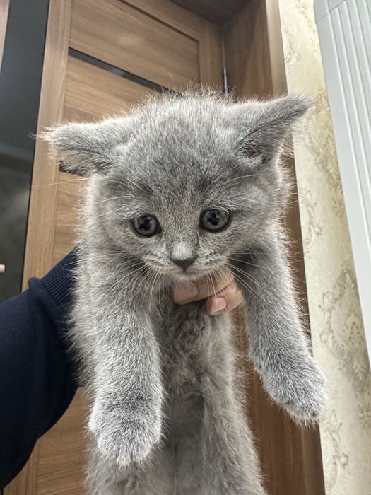 Британский парода