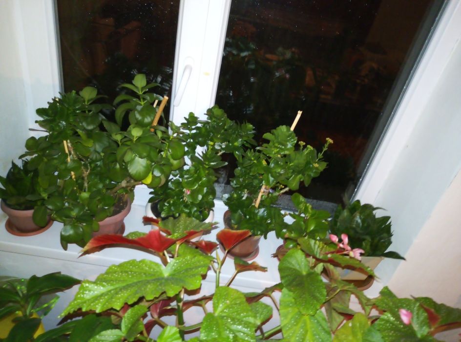 Комнатные растение