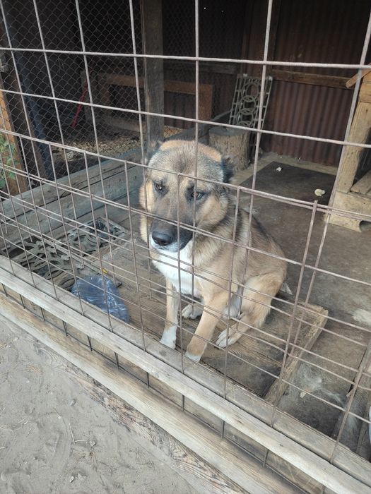 Ищет поддержку для вязки