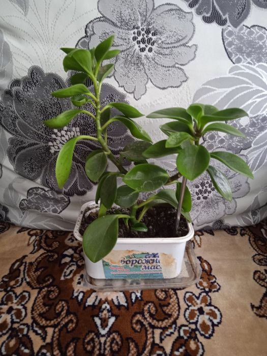 Продам комнатный цветок