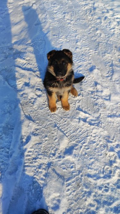 Щенки немецкой овчарки