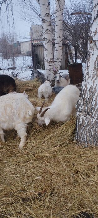 Ешкылер сатылады