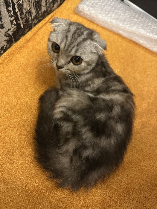Продам британских котят