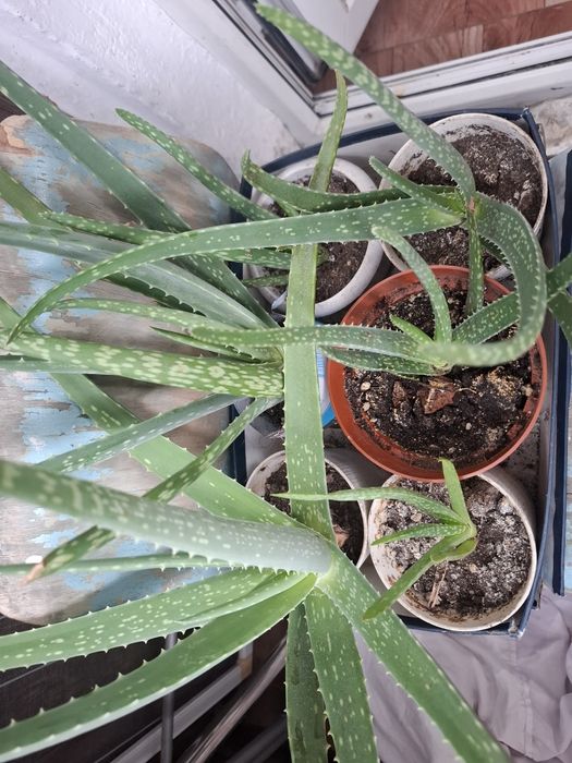 Продам алоэ вера лечебный