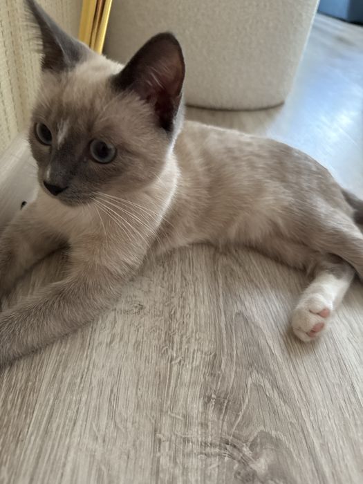 Котёнок ищет добрые руки