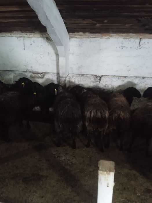 Продам баранов .