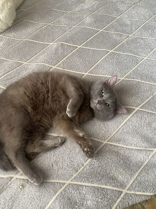 Отдам кота в добрые руки