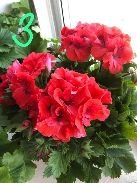 Продаю комнатные цветы