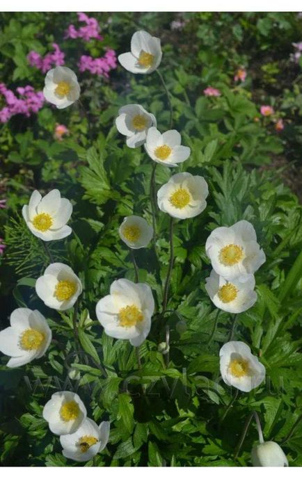 Цветы многолетние