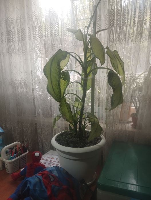 Цветы для дома и офиса