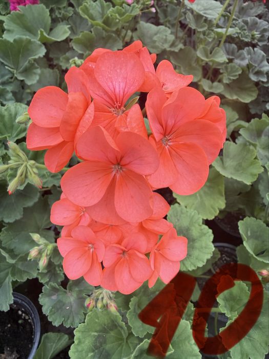 Пеларгониум мушкато Pelargonium – разцъфнало, здраво вкоренено растение ярки цветове (червено, розово, бяло) цветя за балкон, тераса, саксии и градина