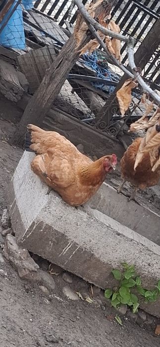 Vând găini outoare