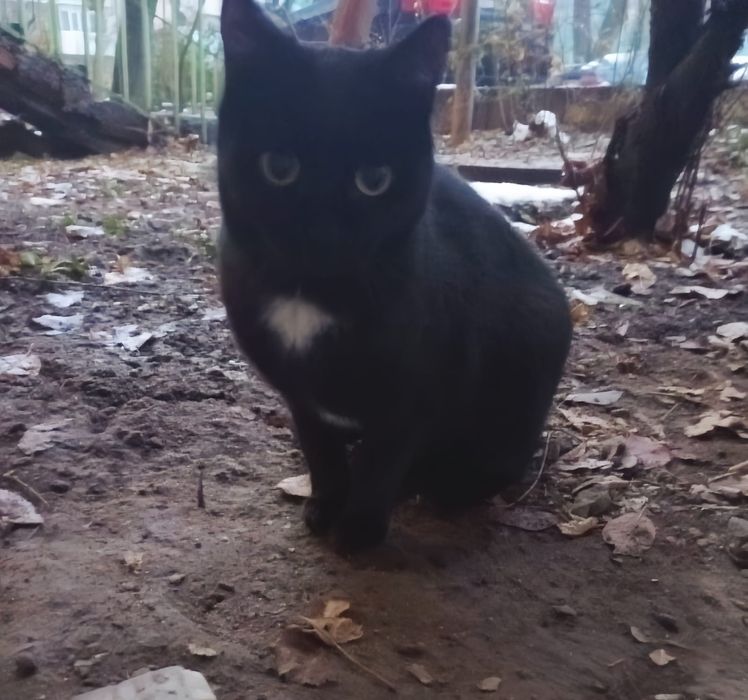 Кошечка чёрная, срочно