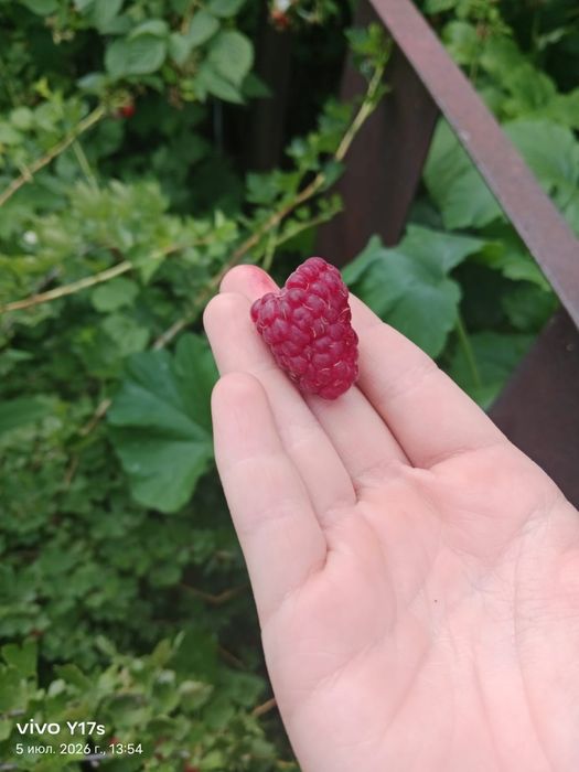 Дача продам срочно