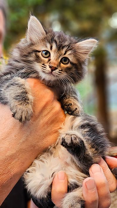 Котята бесплатно, в добрые и хорошие руки, мальчик и девочка