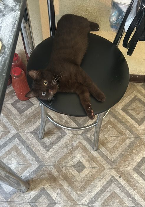 Отдам котика бесплатно