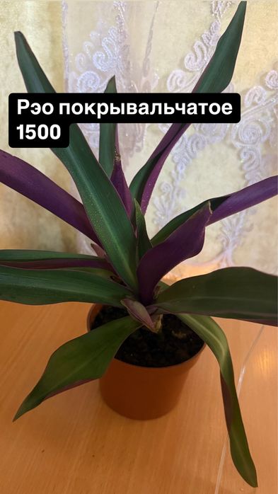 Домашние растения