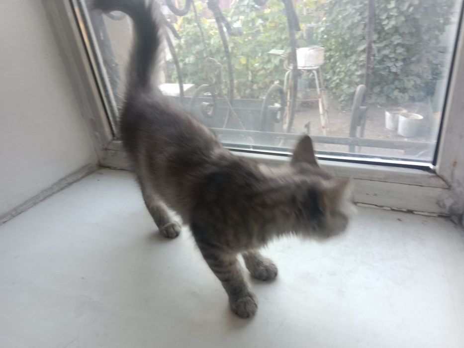 Котенок 4-5 месяц