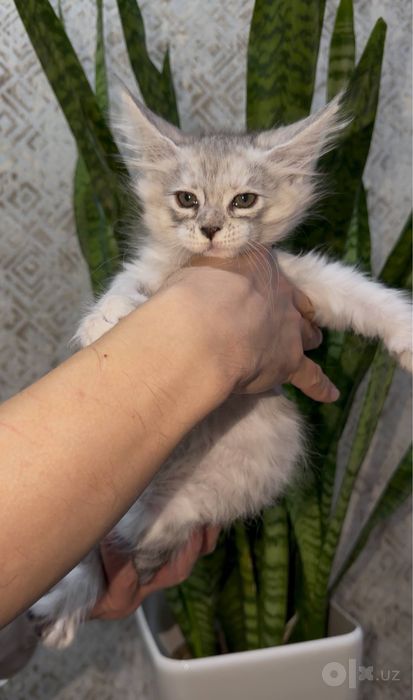 Клубные котята породы мейн кун