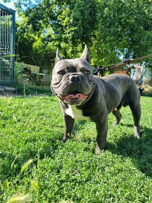 Blue Френски Булдог Мъжки